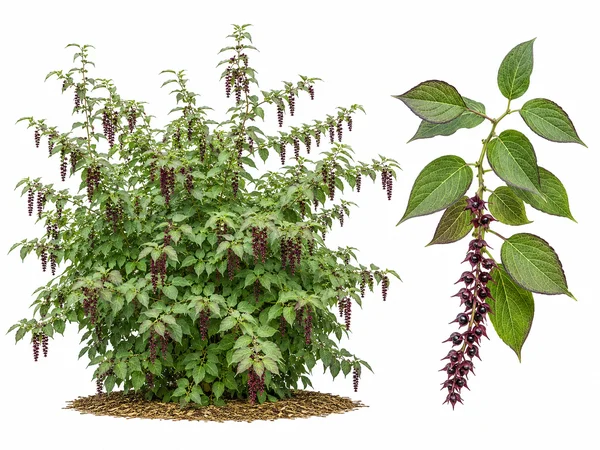 Arbre au faisan