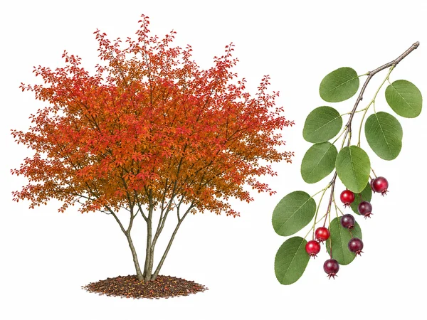 Amélanchier canadensis