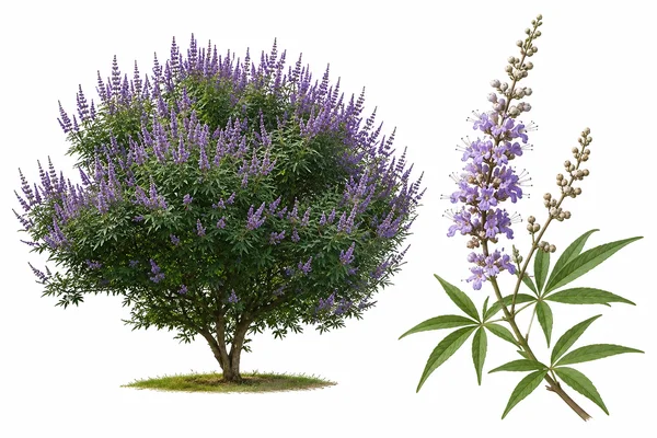 Vitex poivre des moines