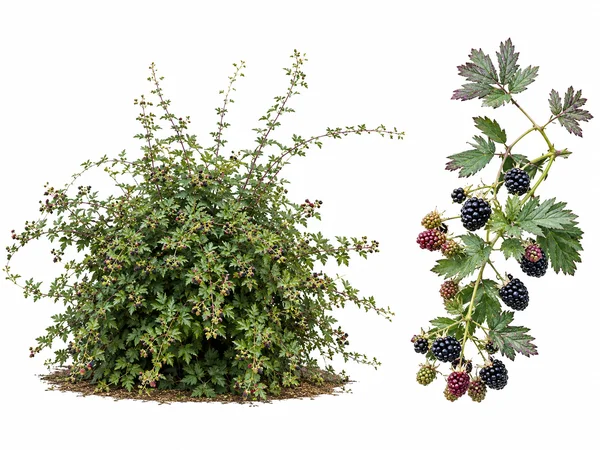 Mure sans épine Thornless Evergreen