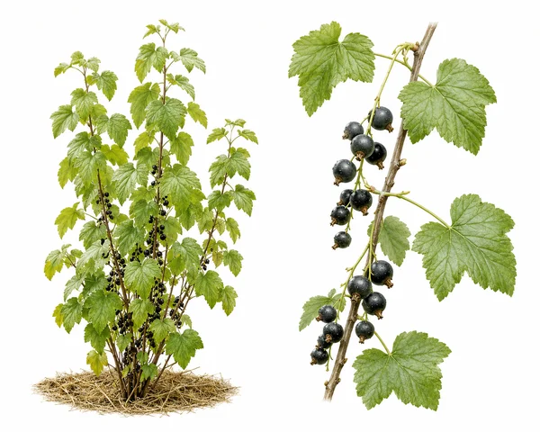 Cassis 'Geant de Boskoop'